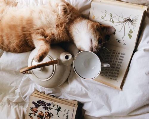 Как обустроить съемную квартиру. Как сделать съемную квартиру уютной: 5 советов