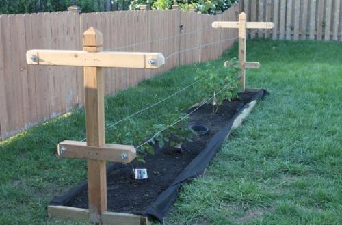 Однополосная шпалера для малины. Видео: Лучшие шпалеры для малины