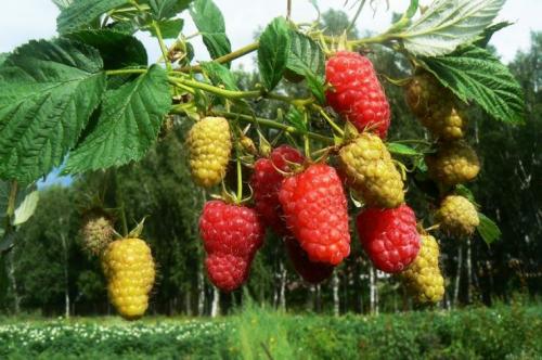 Малинник, как обустроить.