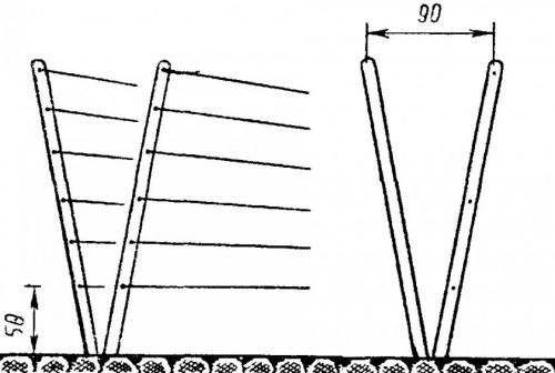 Однополосная шпалера для малины. Видео: Лучшие шпалеры для малины