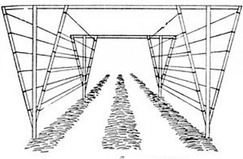 Однополосная шпалера для малины. Видео: Лучшие шпалеры для малины