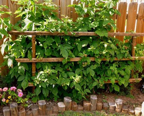 Малина на шпалере. Как сделать своими руками?