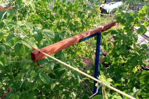 Однополосная шпалера для малины. Видео: Лучшие шпалеры для малины