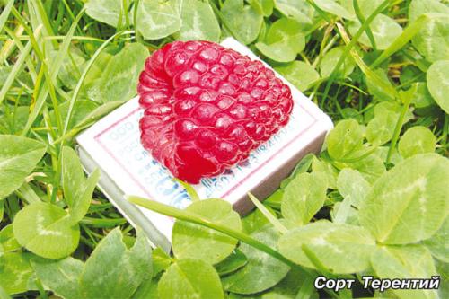 Малинник, как обустроить. 04 Малинник, как обустроить. 04