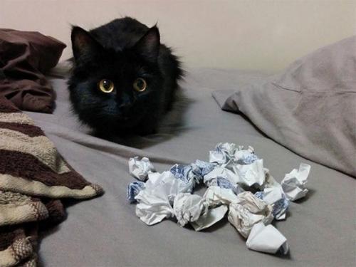 Как сделать игрушку для кота из киндера. Посмотрите 15 игрушек для котов, которые можно сделать своими руками!