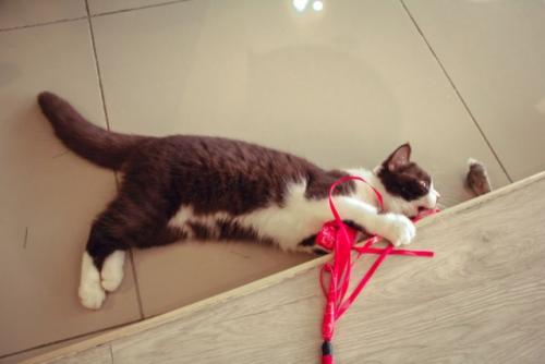 Как сделать игрушку для кота из киндера. Посмотрите 15 игрушек для котов, которые можно сделать своими руками!