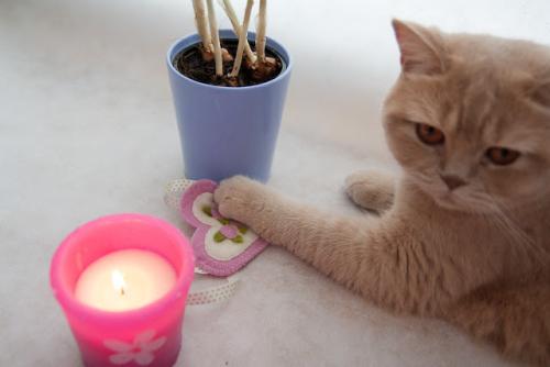 Как делается фетр. Делаем фетр своими руками