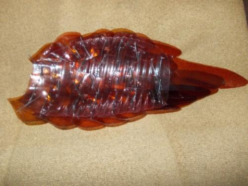 Как сделать павлина из пластиковых бутылок своими руками пошагово. Руководство по изготовлению благородной птицы 03