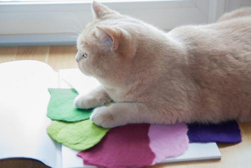 Как делается фетр. Делаем фетр своими руками