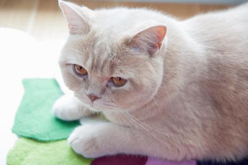 Как делается фетр. Делаем фетр своими руками