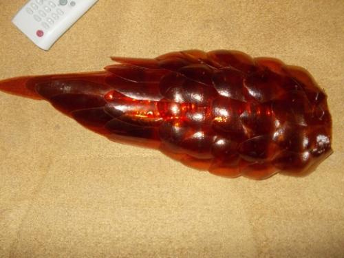 Как сделать павлина из пластиковых бутылок своими руками пошагово. Руководство по изготовлению благородной птицы 02 Как сделать павлина из пластиковых бутылок своими руками пошагово. Руководство по изготовлению благородной птицы 02