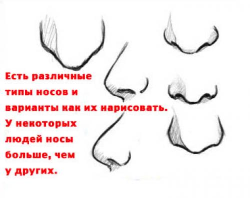 Виды носов. Типы Носов. Разновидности Носов человека. Варианты носа. Основные типы Носов.