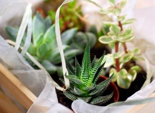 Виды суккулентов. Суккуленты. Что это такое и с чем это едят. 65 фото