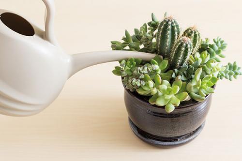 Как ухаживать за суккулентами в домашних условиях в горшке для начинающих. Суккуленты — уход в домашних условиях совсем не сложный