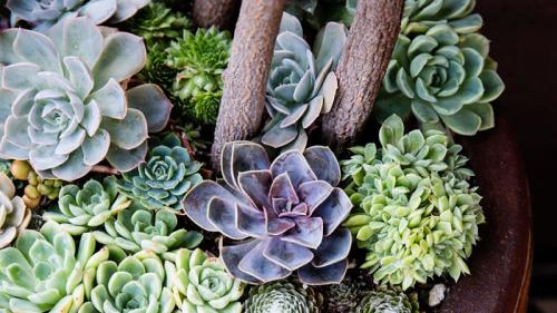 Виды суккулентов. Суккуленты. Что это такое и с чем это едят. 65 фото