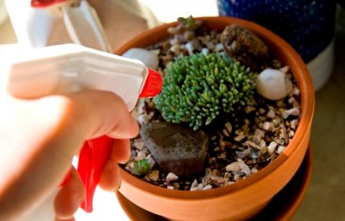 Виды суккулентов. Суккуленты. Что это такое и с чем это едят. 65 фото