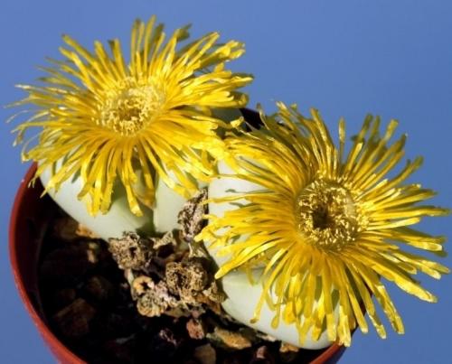 Виды суккулентов. Суккуленты. Что это такое и с чем это едят. 65 фото