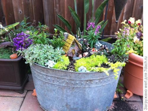 Мини-сад из комнатных растений. Мини-сад в горшке — выбираем растения