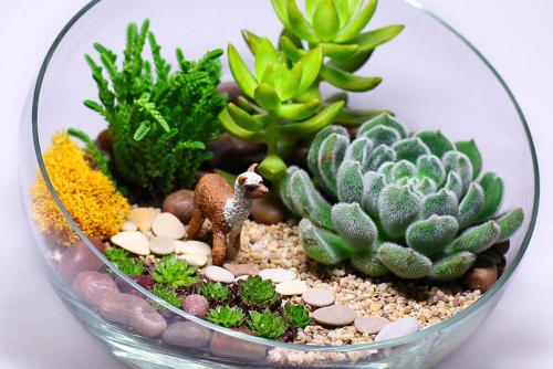 Мини-сад на окне. Удивительный мини-сад на подоконнике — делаем на зависть подруге