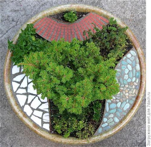 Мини-сад из комнатных растений. Мини-сад в горшке — выбираем растения