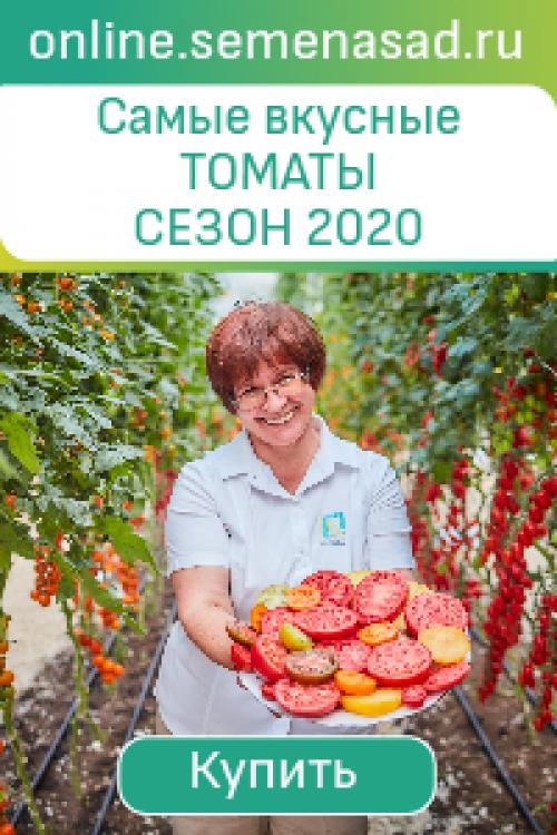 Мини-сад из комнатных растений. Мини-сад в горшке — выбираем растения