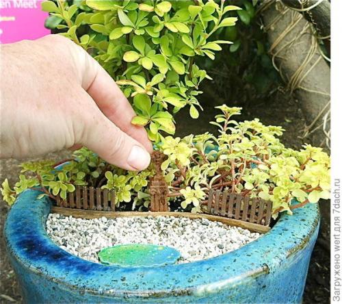 Мини-сад из комнатных растений. Мини-сад в горшке — выбираем растения