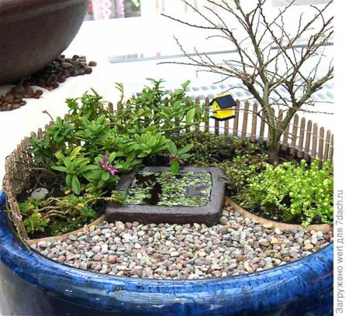 Мини-сад из комнатных растений. Мини-сад в горшке — выбираем растения