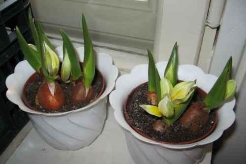Как посадить тюльпаны дома в горшок. Как добиться цветения
