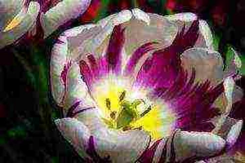 Как посадить тюльпаны дома в горшок. Как добиться цветения