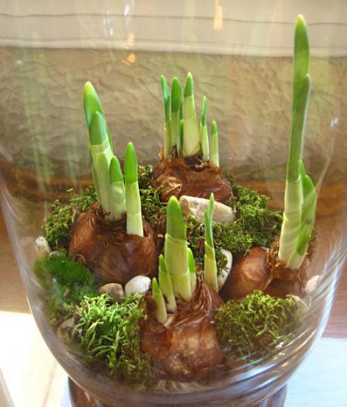 Как вырастить тюльпаны дома в вазе. Как вырастить тюльпаны и нарциссы в вазе