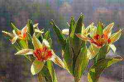 Как посадить тюльпаны дома в горшок. Как добиться цветения