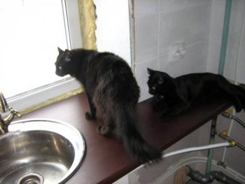 Перенос кухни в зал в хрущевке. Кухня в хрущевке: этапы ремонта