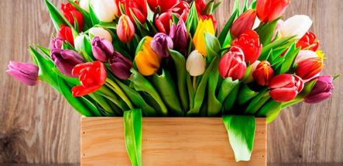 Выращивание тюльпанов в открытом грунте. Уход за растением: краткая выдержка