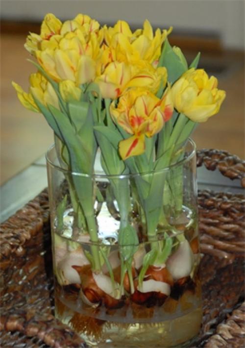 Тюльпаны на подоконнике. Цветущие тюльпаны круглый год. Секрет, как вырастить тюльпаны дома без использования земли