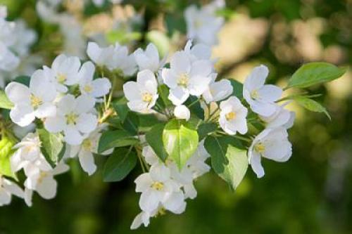 С какими обоями сочетается белая мебель. Белая мебель —, как выбрать цвет стен: 11 сюжетов для вдохновения + 42 примера