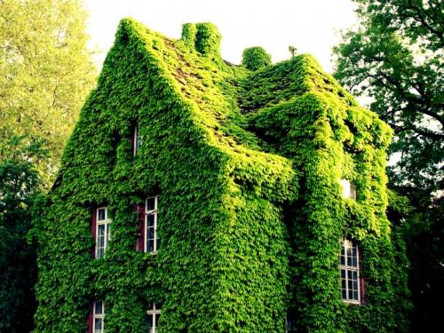 Дома, утопающие в зелени и цветах 03