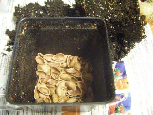 Поделка из фисташковой скорлупы. Поделки из фисташек – 7 простых идей 02 Поделка из фисташковой скорлупы. Поделки из фисташек – 7 простых идей 02