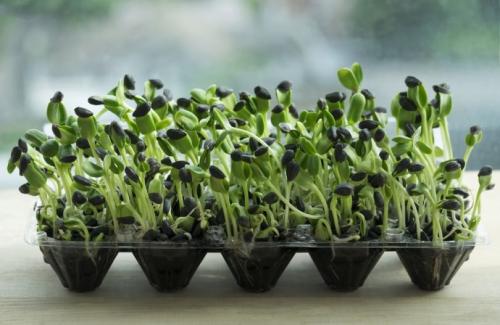 Ячейки для яиц применение. Полезное применение бумажных лотков для яиц на даче и в быту.