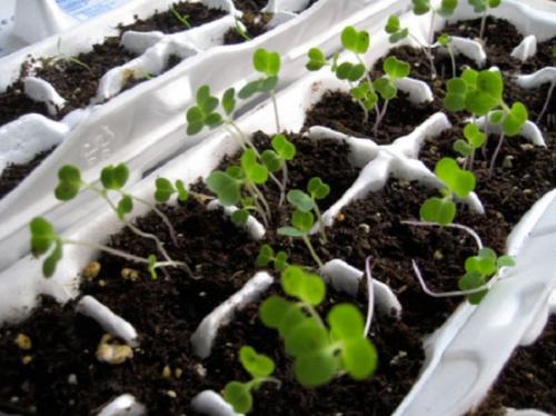 Поделки из упаковки из-под яиц. Оригинальные поделки, которые можно смастерить из обычных картонок для яиц