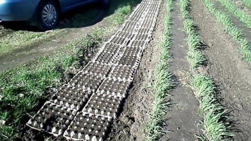 Поделки из упаковки из-под яиц. Оригинальные поделки, которые можно смастерить из обычных картонок для яиц 30 Поделки из упаковки из-под яиц. Оригинальные поделки, которые можно смастерить из обычных картонок для яиц 30