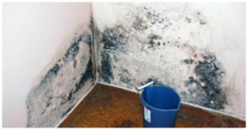 Чем обработать стены от черной плесени. Советы, чем обработать от грибка и плесени стены из обоев или гипса перед поклейкой обоев