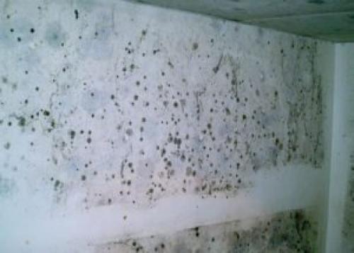 Чем обработать стены от черной плесени. Советы, чем обработать от грибка и плесени стены из обоев или гипса перед поклейкой обоев
