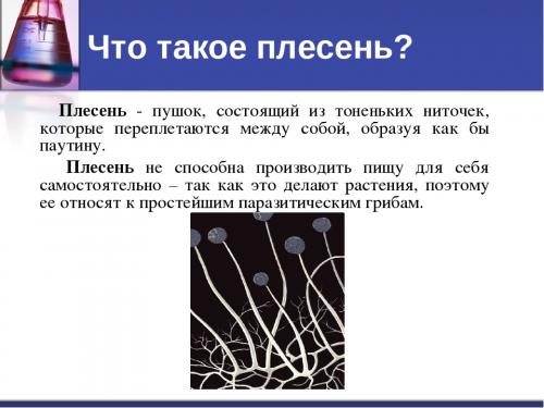 Чем обработать стены от черной плесени. Советы, чем обработать от грибка и плесени стены из обоев или гипса перед поклейкой обоев