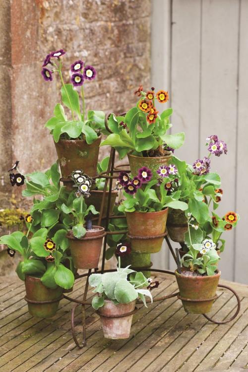 Какие цветы поставить в зале. Растения в интерьере гостиной: дизайнерские решения с оригинальным подходом