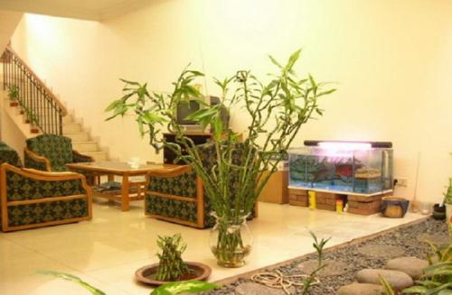 Цветы живые в интерьере. Комнатные цветы, как часть интерьера 04 Цветы живые в интерьере. Комнатные цветы, как часть интерьера 04