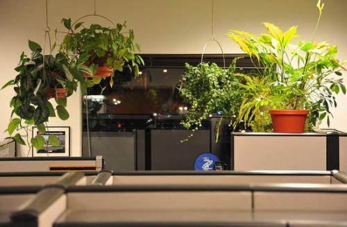 Цветы живые в интерьере. Комнатные цветы, как часть интерьера 03 Цветы живые в интерьере. Комнатные цветы, как часть интерьера 03