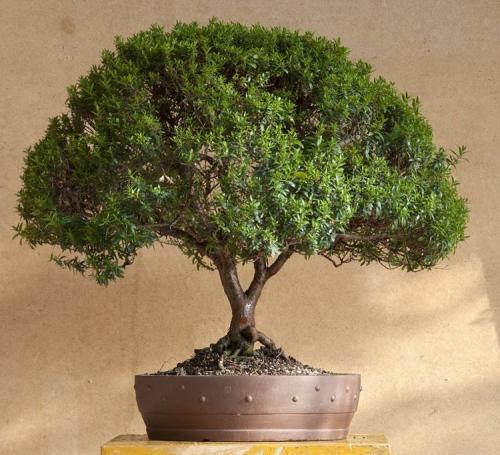 Какие цветы поставить в зале. Растения в интерьере гостиной: дизайнерские решения с оригинальным подходом