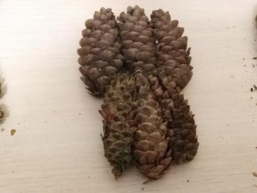 Ежик поделка в садик. Забавные животные из природных материалов. Наша поделка в детский сад Запасливый ежик