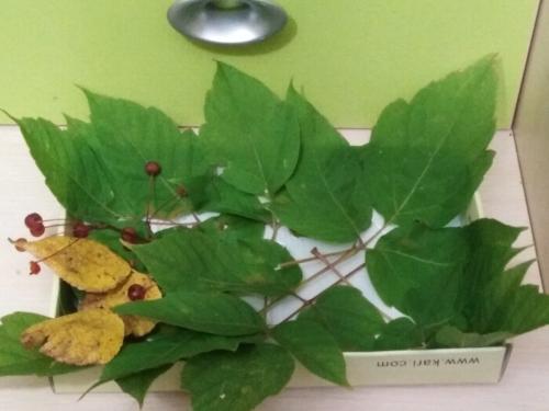 Ежик поделка в садик. Забавные животные из природных материалов. Наша поделка в детский сад Запасливый ежик