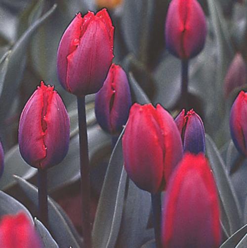 Тюльпаны на подоконнике, как вырастить. Как вырастить тюльпаны к Новому году на подоконнике 03 Тюльпаны на подоконнике, как вырастить. Как вырастить тюльпаны к Новому году на подоконнике 03